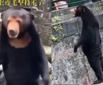 Zoológico nega que seus ursos sejam humanos disfarçados’ após foto viralizar