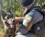 Cães farejadores da PM batem recorde de apreensões no Espírito Santo