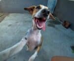 Patinhas Carentes tem dezenas de cães e gatos para adoção