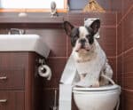 Projeto obriga criação de banheiros para pets em novos aeroportos