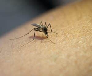 Dengue: especialista orienta sobre sintomas e prevenção da doença Dengue