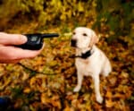 Projeto veda coleira de choque para animais no Espírito Santo