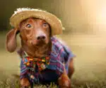 Alegre promove feira de adoção pet online com cães disponíveis