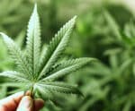 Descriminalização da maconha não é solução