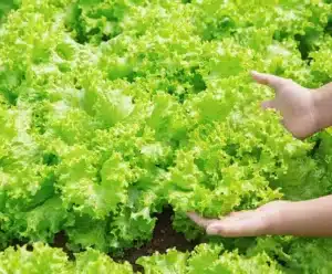 Frio influencia preços de frutas e hortaliças no atacado mãos estão segurado um pé de alface