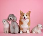 Comissão da Câmara aprova proposta que inclui Censo de cães e gatos