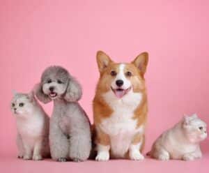 Protetores pedem mais recurso para causa animal