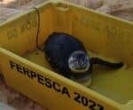Iema orienta quanto ao resgate de pinguins no Estado