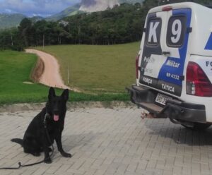 Morre cão farejador da PM que atuava em Venda Nova e Conceição do Castelo Morre cão farejador da PM que atuava em Venda Nova e Conceição do Castelo
