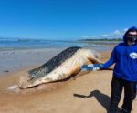Espírito Santo é o segundo estado com maior número de encalhes de Jubartes