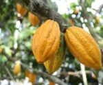 7º Concurso de Qualidade de Cacau Capixaba recebe amostras até dia 28