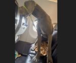Homem compra 3 assentos para viajar com cão gigante em avião