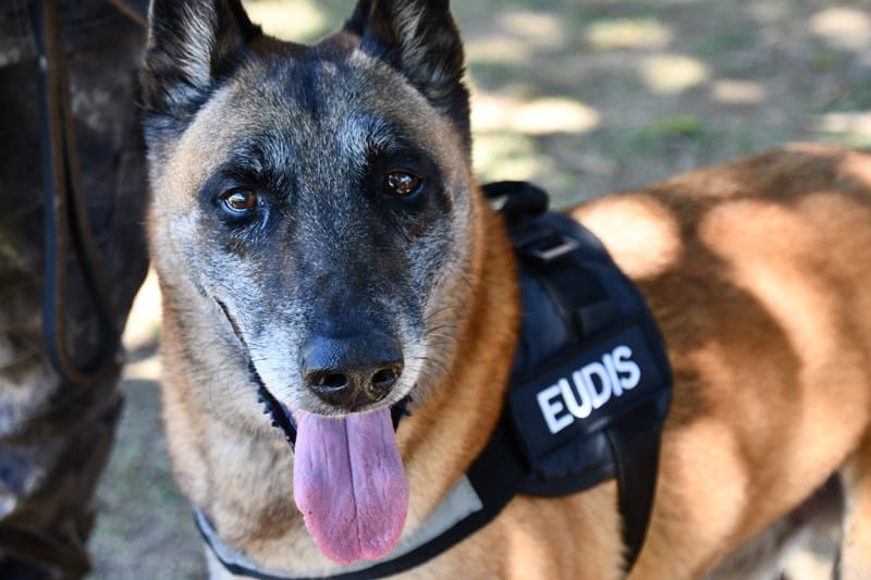 Foto: Batalhão de Ações com Cães Foto: Batalhão de Ações com Cães