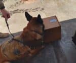 Cães policiais encontram drogas em agência dos Correios no ES