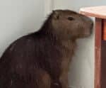 Capivara invade igreja e mobiliza moradores do bairro IBC em Cachoeiro
