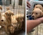 Canil clandestino é fechado e 22 cachorros são resgatados no ES