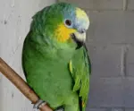 Faísca: Papagaio-do-mangue é devolvido ao seu habitat natural