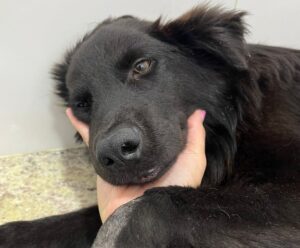 Ong pede ajuda para cirurgia de cachorro atropelado propositalmente Ong pede ajuda para cirurgia de cachorro atropelado propositalmente