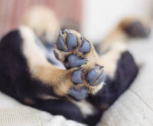 Homem é indiciado por maus tratos aos animais em Guaçuí Maus tratos aos animais