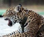 Polícia apura envio de cabeças de onças-pintadas do Pantanal para o exterior