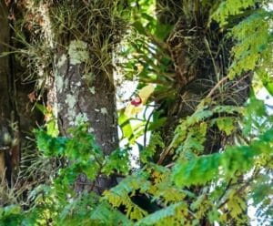 Orquídeas na Praça: Guaçuí realiza 2ª edição do projeto Foto mostra flor do projeto Orquídeas na Praça embelezando a Praça João Acacinho em Guaçuí
