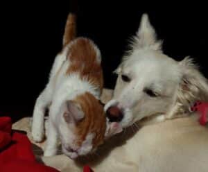 Programa Pet Vida consegue 94% de adesão dos municípios do ES Cachorro e gato