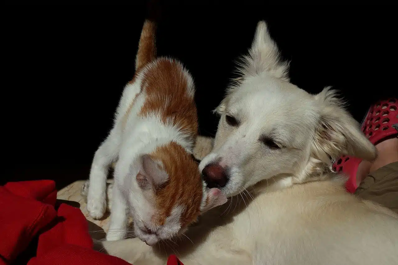 Cachorro e gato