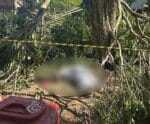 Homem morre após cair de árvore durante poda em Marataízes