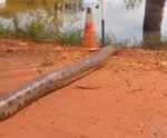 Biólogo flagra sucuri de mais de seis metros em fazenda