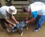 Ação imuniza animais contra raiva na zona rural de Calçado