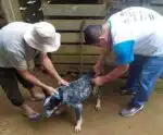 Ação imuniza animais contra raiva na zona rural de Calçado