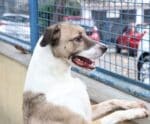 Venda Nova busca tutores voluntários para animais de rua