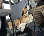 Comissão da Ales aprova transporte de animais em coletivos do ES