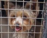VÍDEO | Mulher pode responder por maus-tratos ao deixar cão 3 dias sozinho