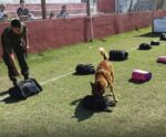 Marataízes: cães policiais participam de campeonato de detecção