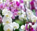 Exposição Nacional de Orquídeas em Venda Nova chega em sua 7ª edição