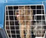 De novo! Idosa é presa pela 2ª vez por maus tratos a animais