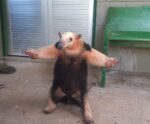 Calma Márcia: tamanduá-mirim invade casa e é resgatado