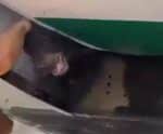 Urso solto em compartimento de bagagens de avião atrasa decolagem em Dubai