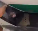 Urso solto em compartimento de bagagens de avião atrasa decolagem em Dubai