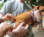 Dia “D”: campanha oferece vacinação gratuita para pets em Muniz Freire