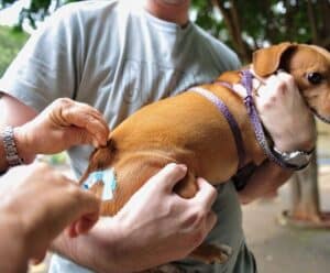 Dia “D”: campanha oferece vacinação gratuita para pets em Muniz Freire