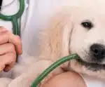 Avanços e inovações na medicina veterinária que beneficiam a saúde dos animais