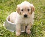 Iza, Lady Gaga e Shakira: nomes de cantoras dominam batismo de pets no Brasil