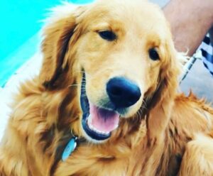 MPES e Prefeitura de Vitória promovem Cãominhada pela causa animal Cachorro baleado