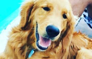 Cachorro baleado