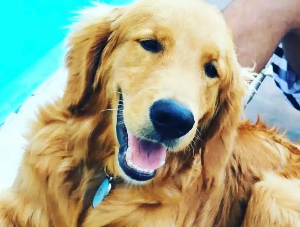 Cachorro baleado