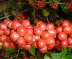 Concurso em Muniz Freire também vai premiar café conilon Foto mostra grãos maduros de café conilon que volta ao Concurso de Cafés Especiais de Muniz Freire