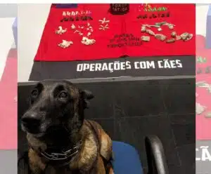 Patrulhamento da PM apreende drogas em região de mata em Itaoca