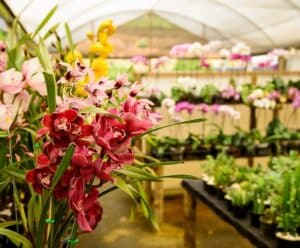 Exposição Nacional de Orquídeas em Venda Nova terá mais de 5 mil plantas Exposição Nacional de Orquídeas